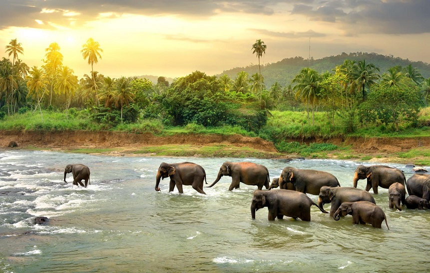 Wild life Destinations Tours in srilanka