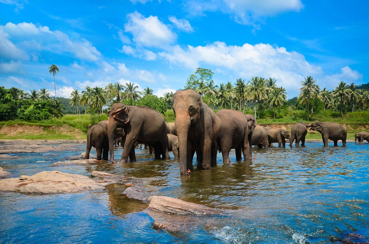 Sri Lanka Best Tour Packages